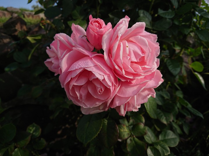 Roses