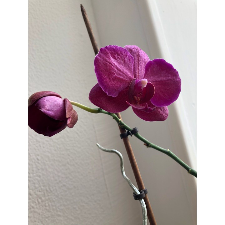orchidea
