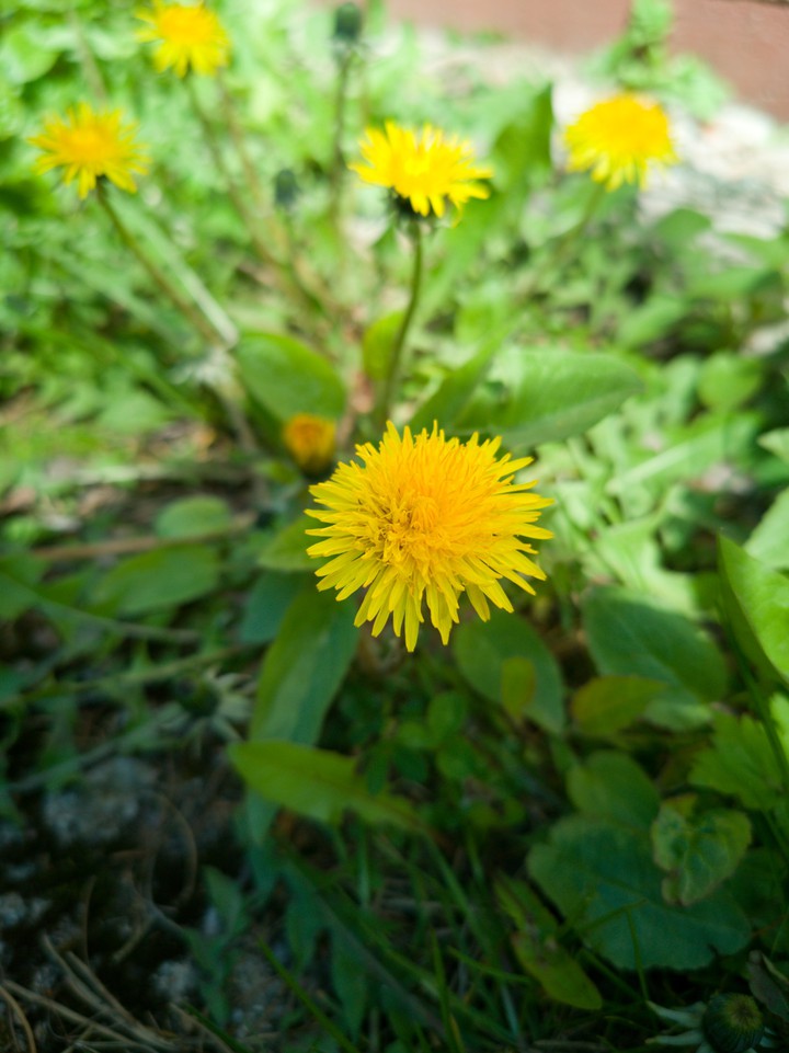 spring