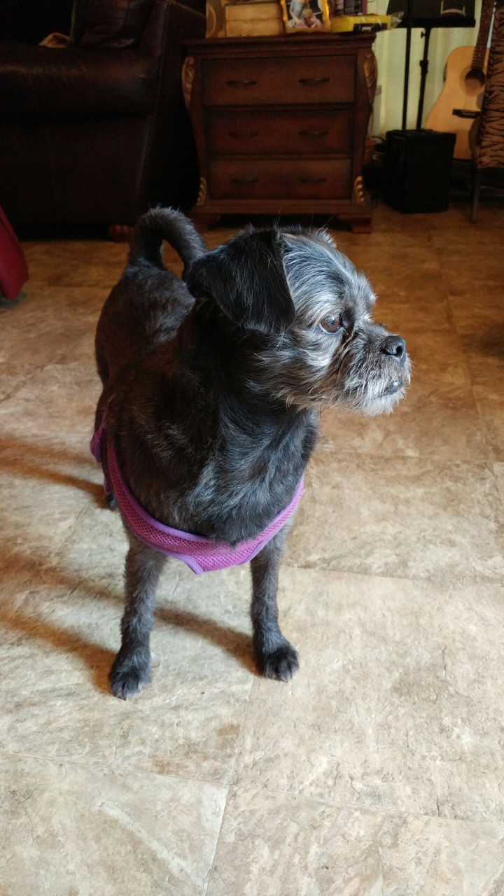 Liberty the pugapoo