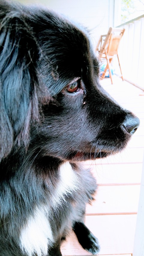 my baby dog