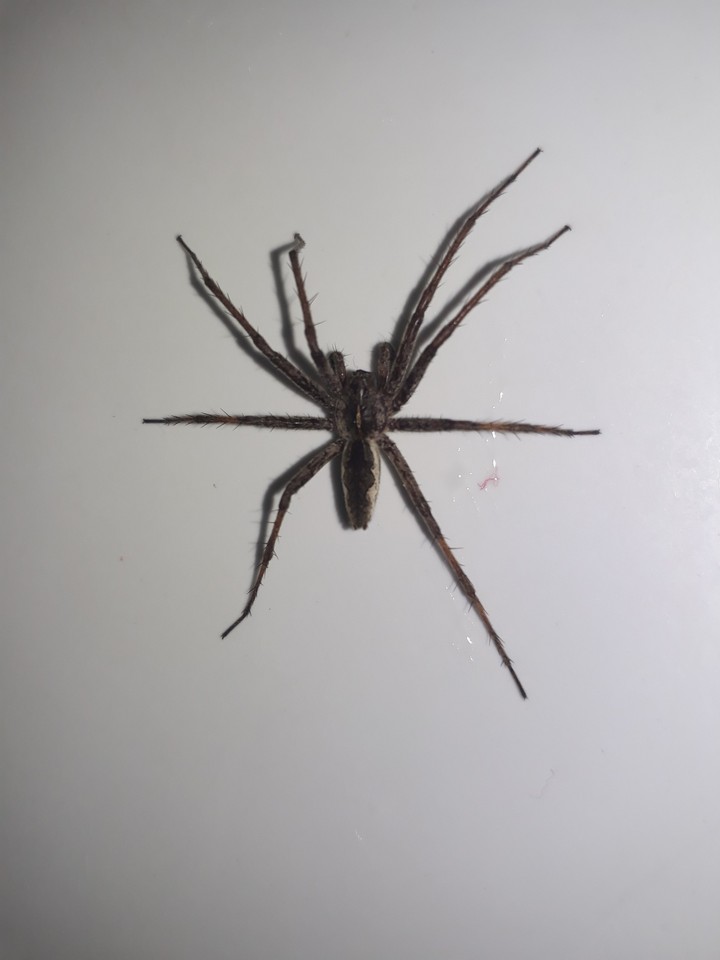spider