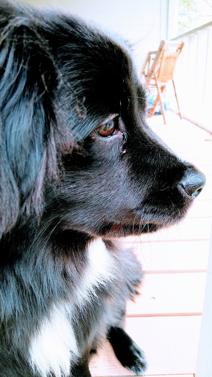 my baby dog