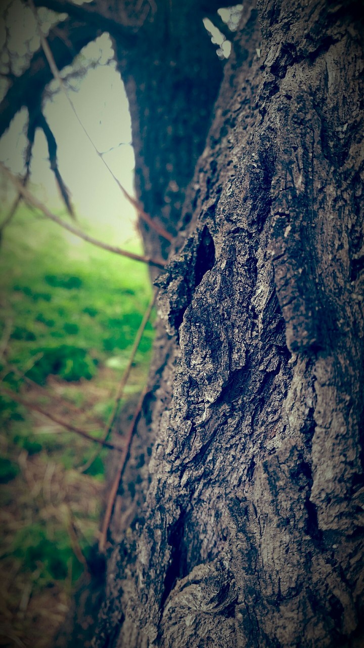 nature