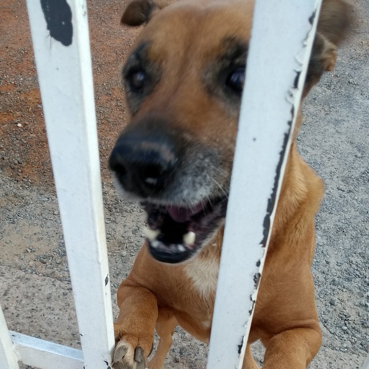 pipoca muito querida por todos nós