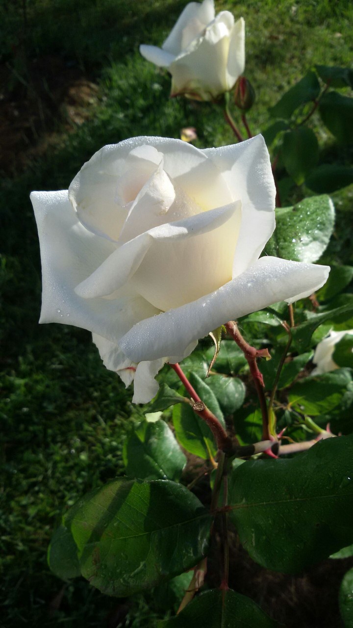 white