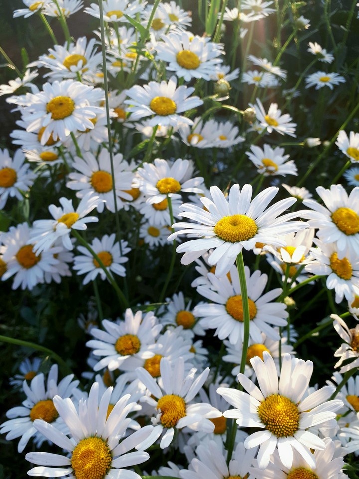Daisies, Ромашка