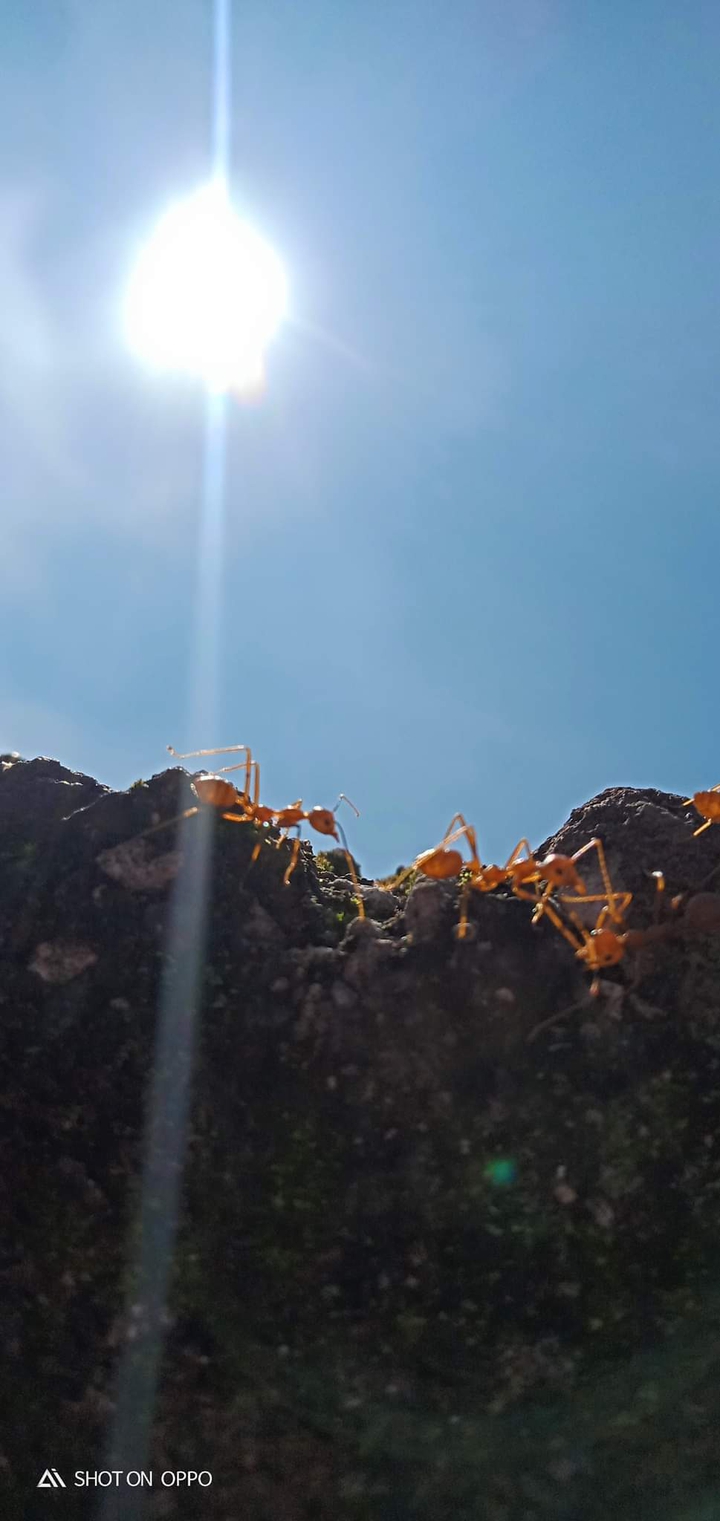 ants