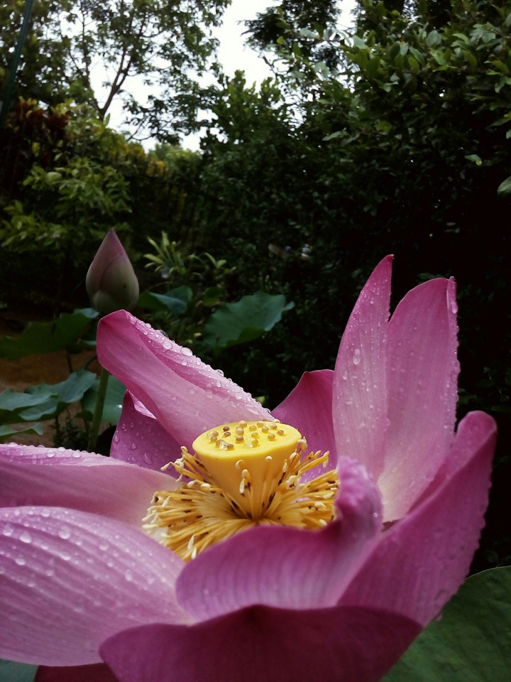 lotus at my house!!!