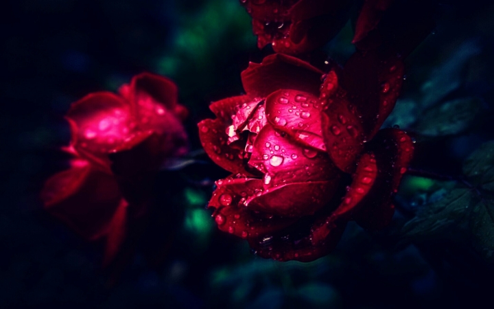 Rose end dew