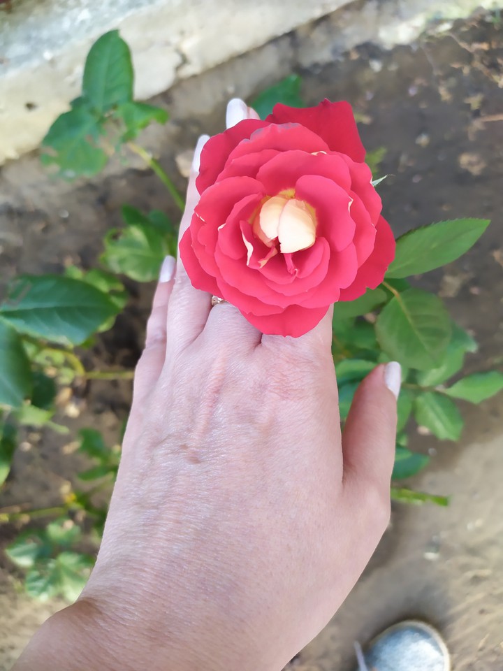 rose ring