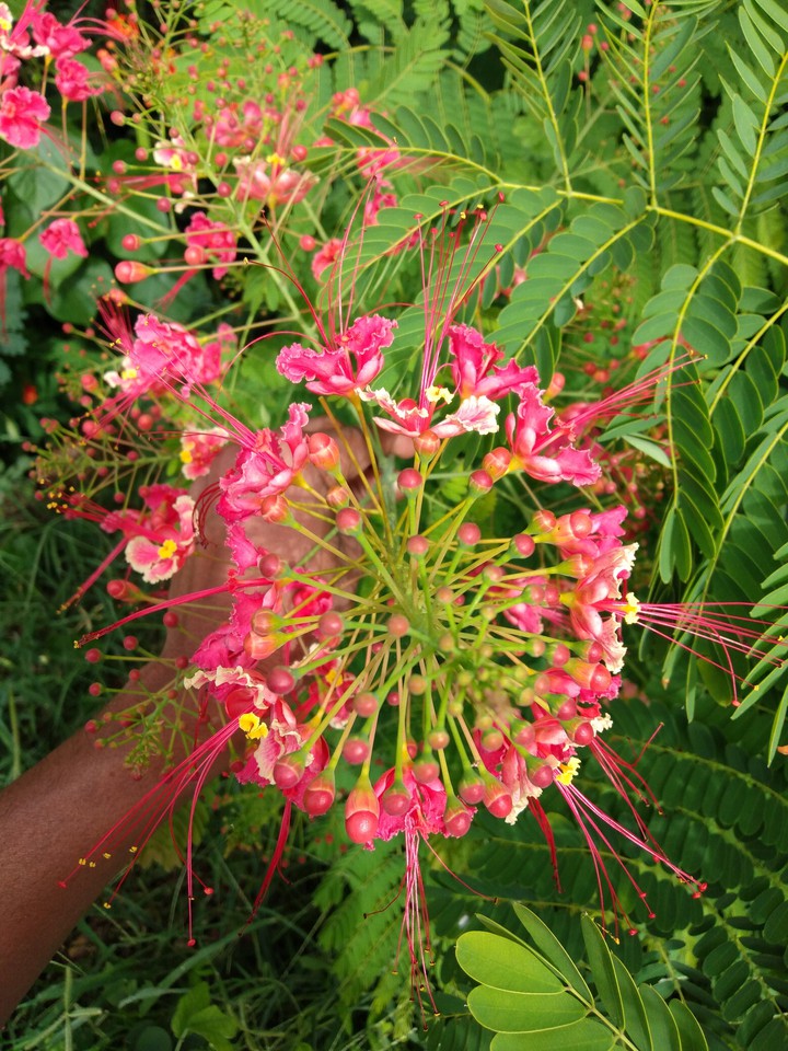#pink Beauty