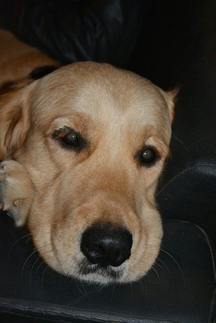 Cute Dog