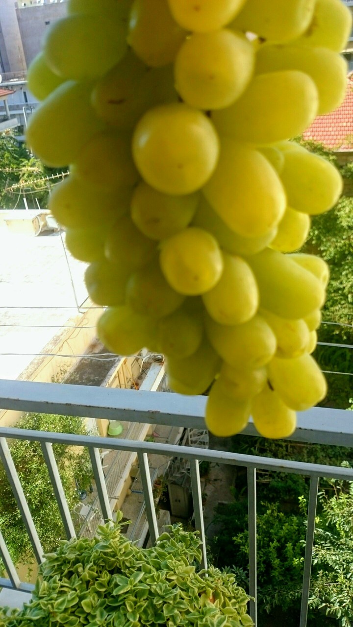 STAMATIOS
