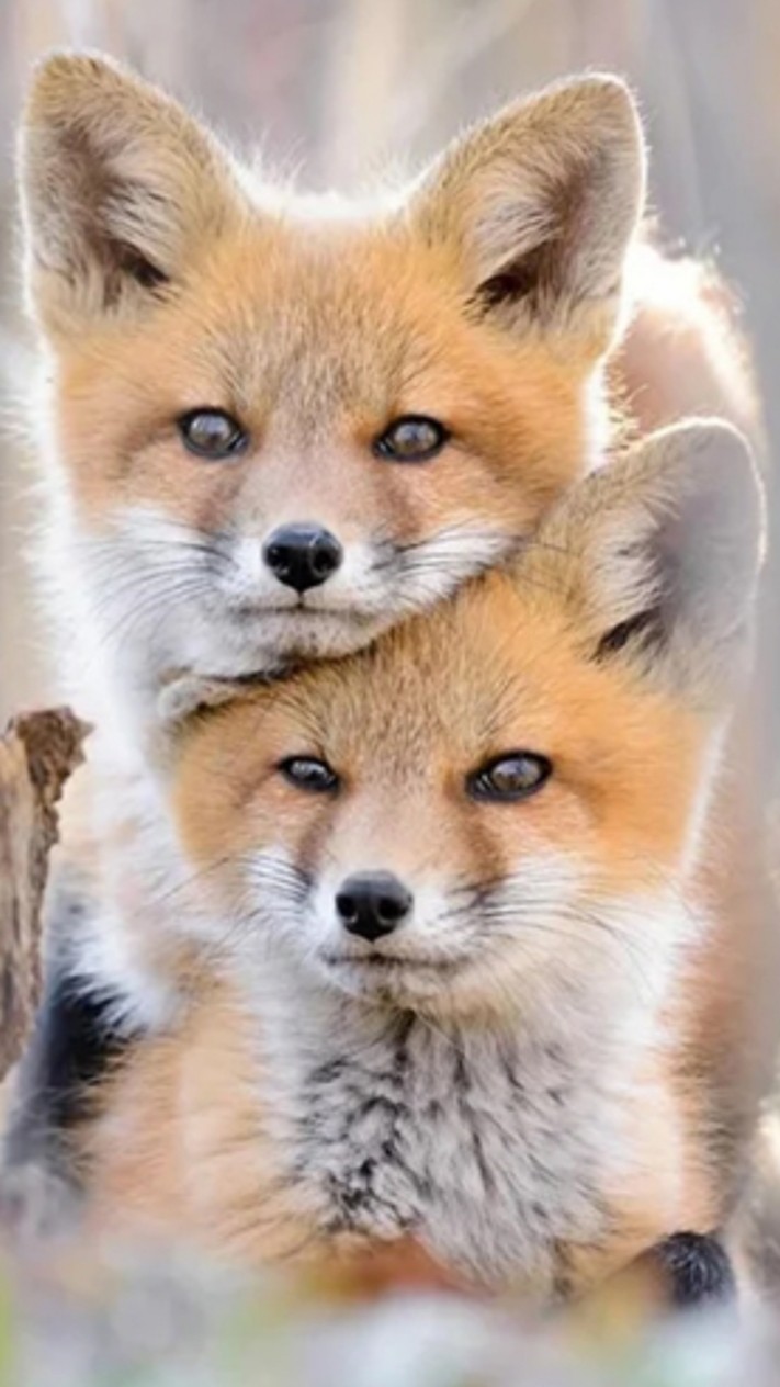 fox