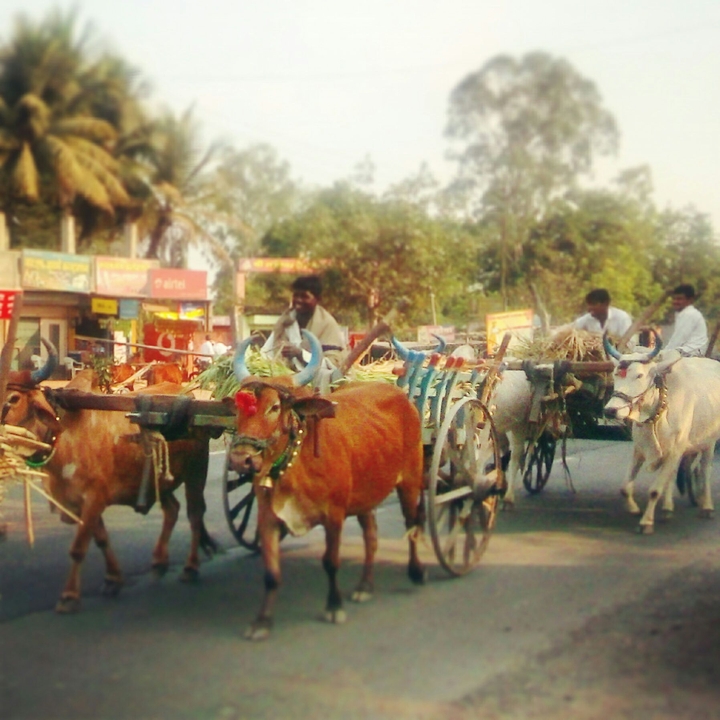 Cattle Power