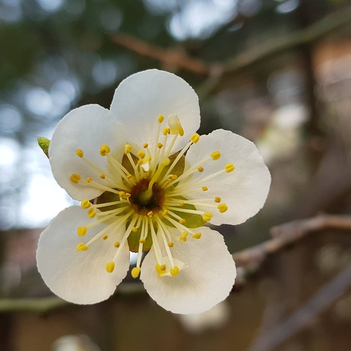 매화