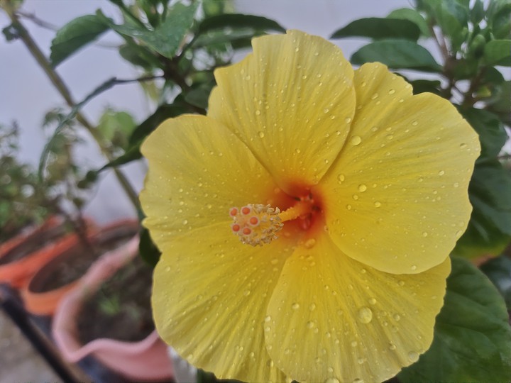hibiscus