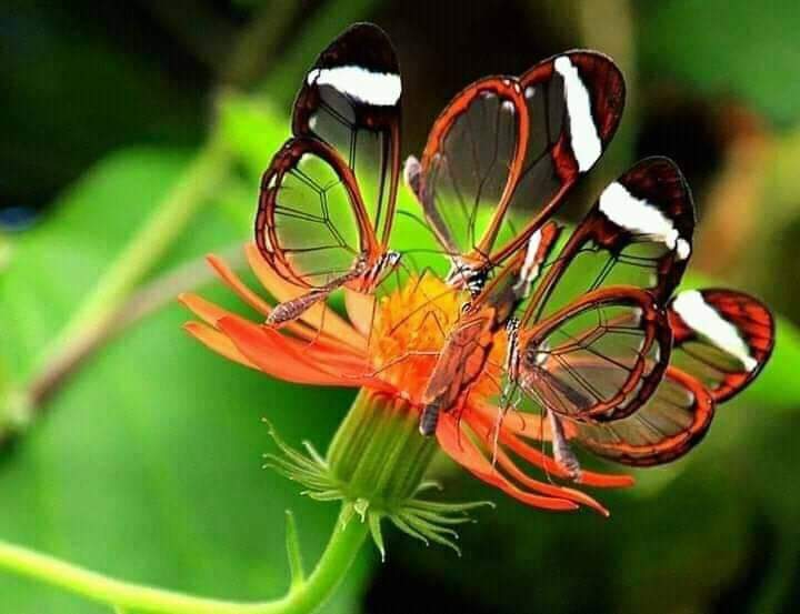 Hermosas y trasparentes Mariposas
