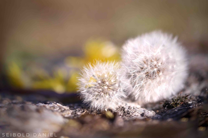 Puste Blume