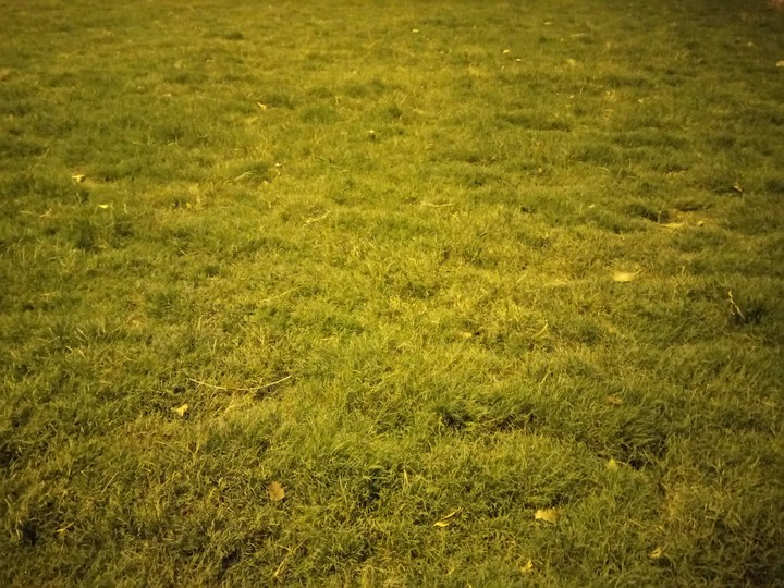 green world