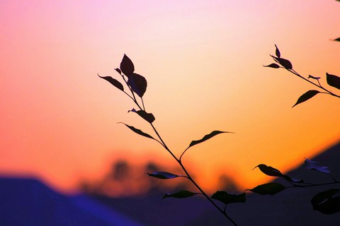 hình nền color, silhouette