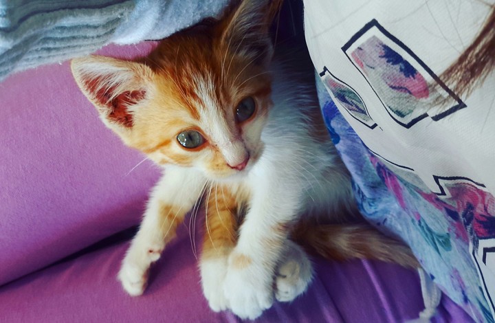 Red cat