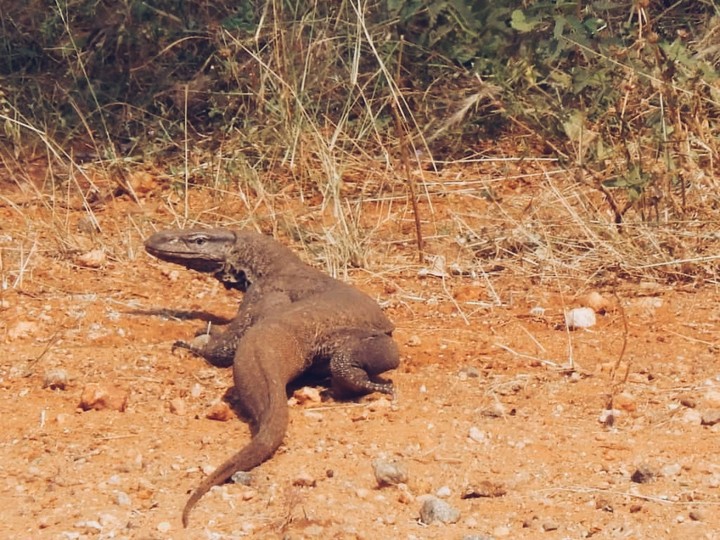 Animal