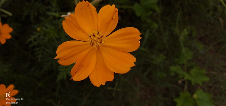 orange