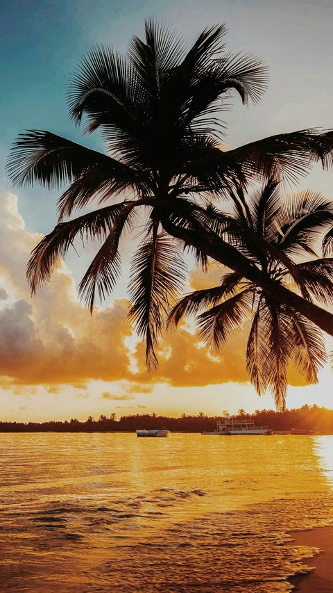 palm