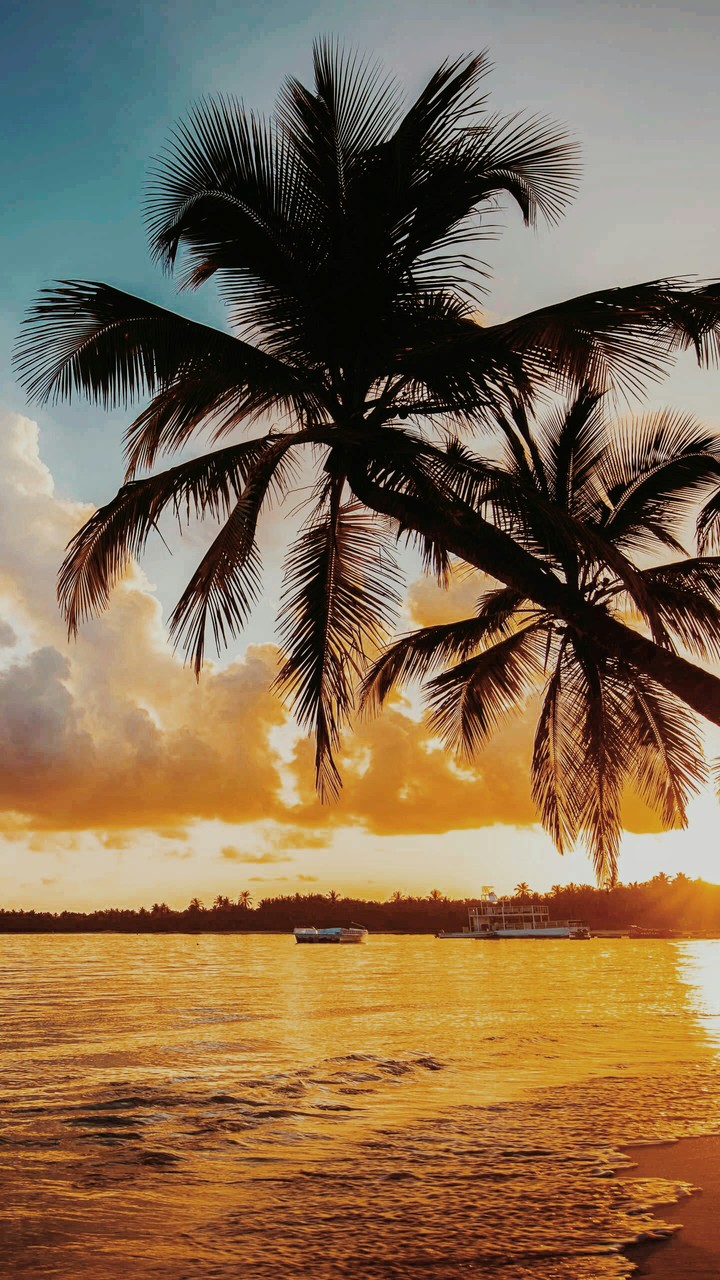 palm