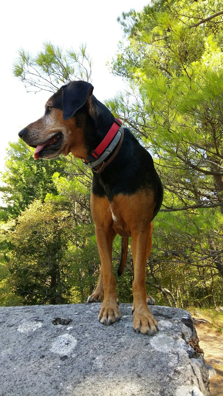 Dog's precious smile.    ;-)