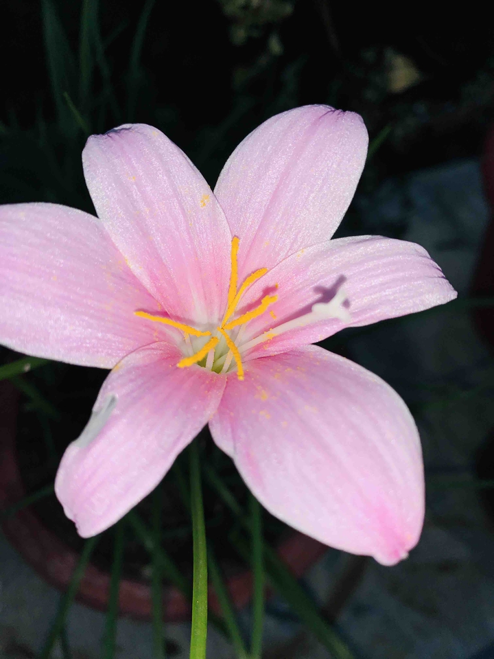pink flower and the pollen dust..