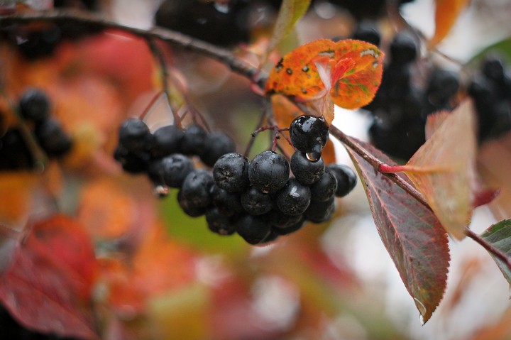 chokeberry