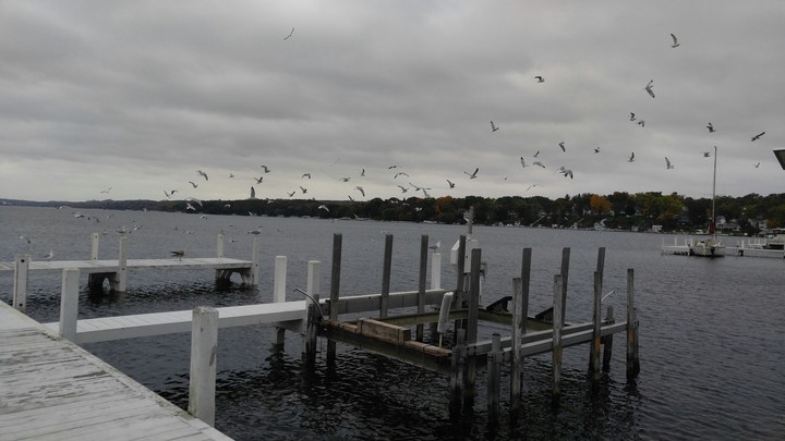 Birds of Flight