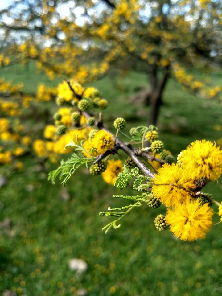 primavera en el monte