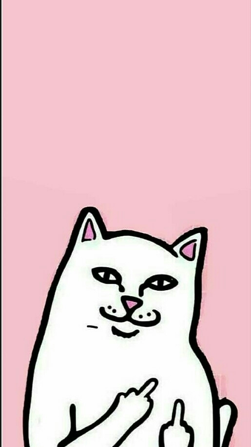 котик