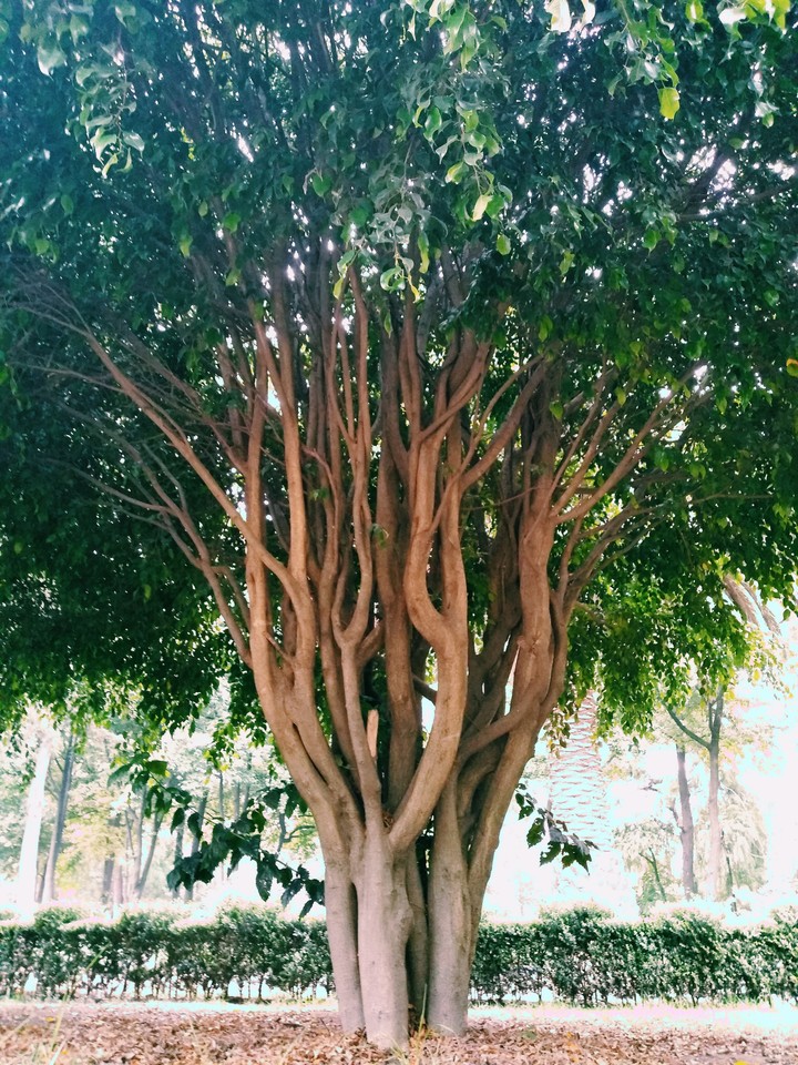 Árbol