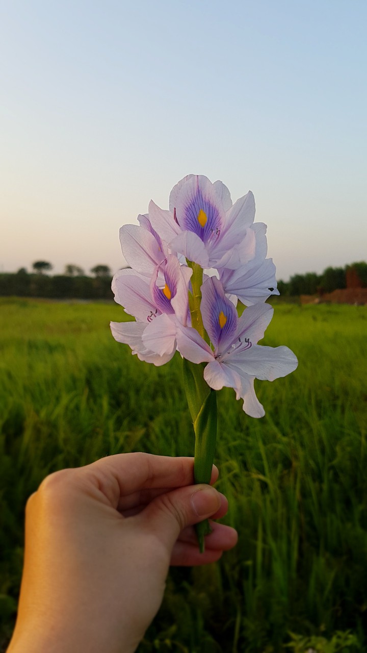 flower