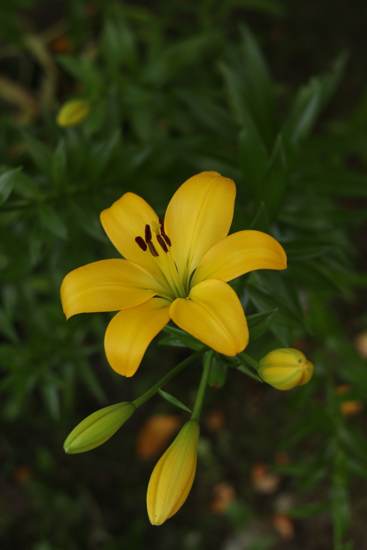 #flowers