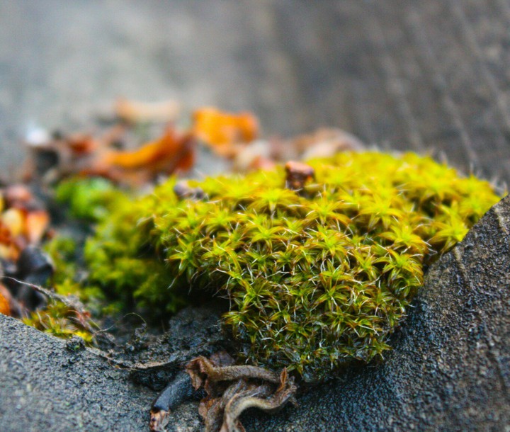 moss