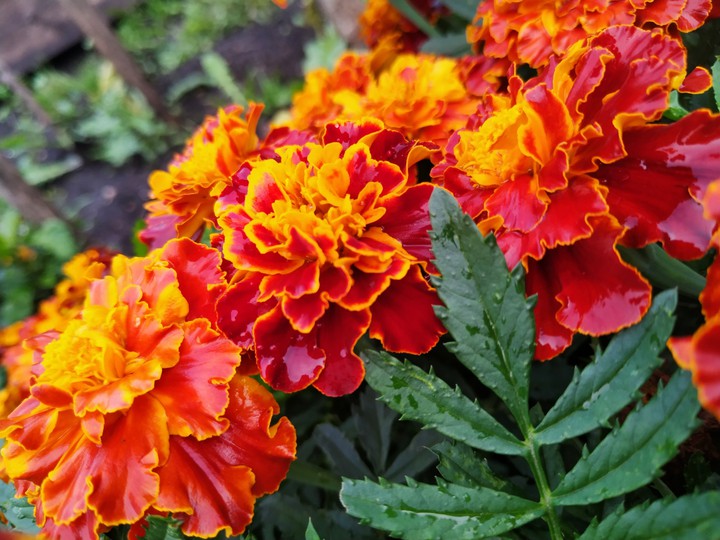 flowers