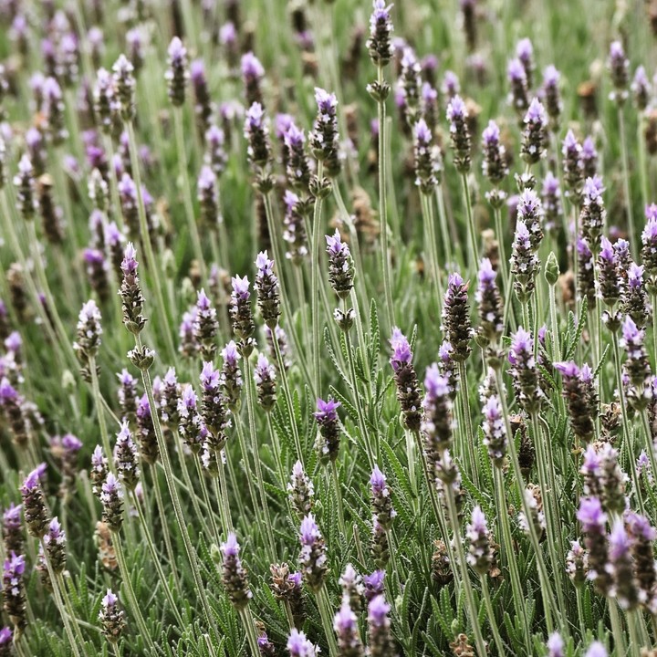 Lavender
