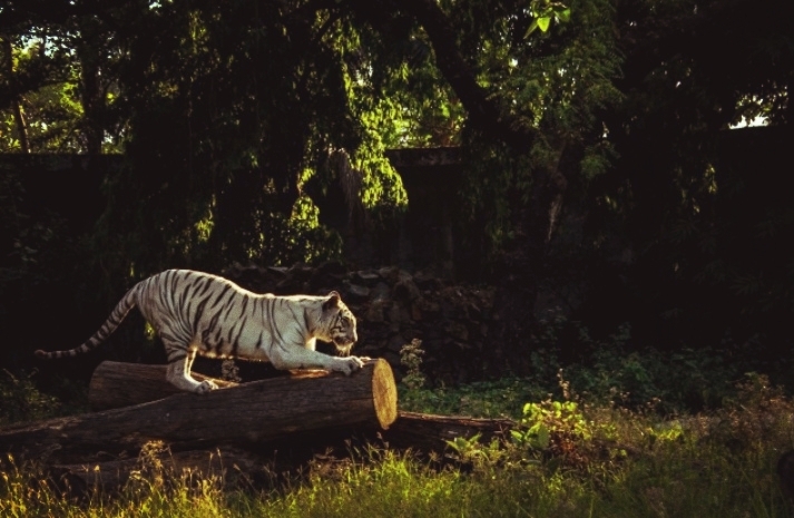tiger on hunt