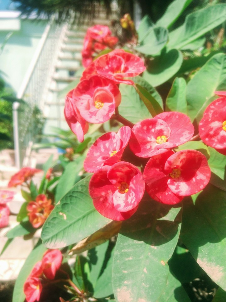 red flowers