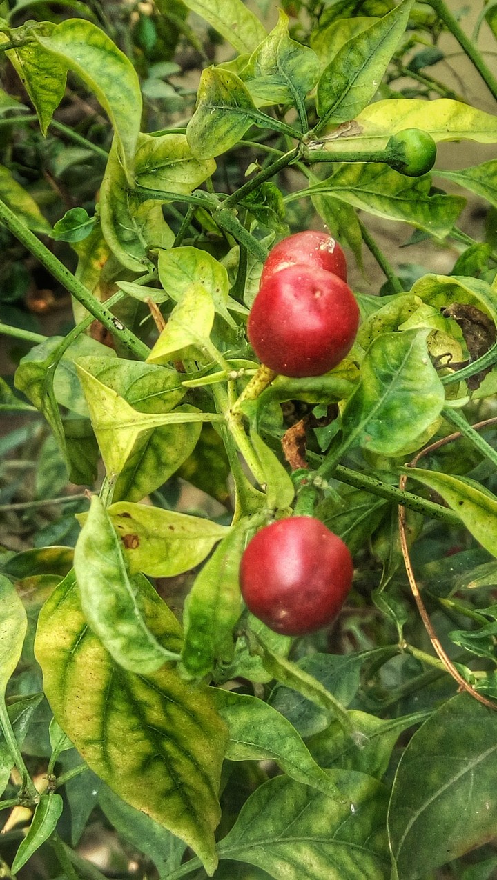Red chili in my garden