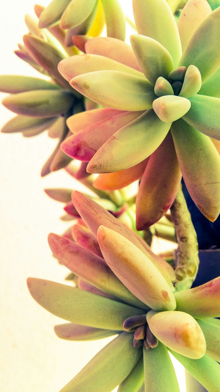 succulent