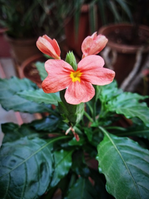 The pinkish Petal