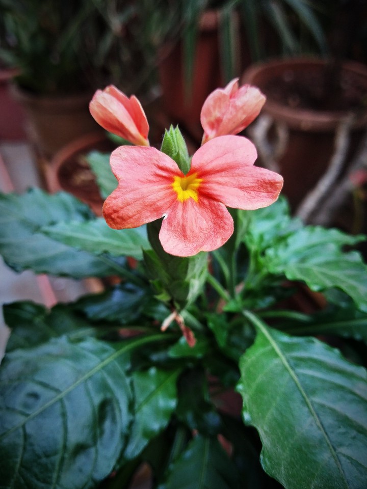 The pinkish Petal