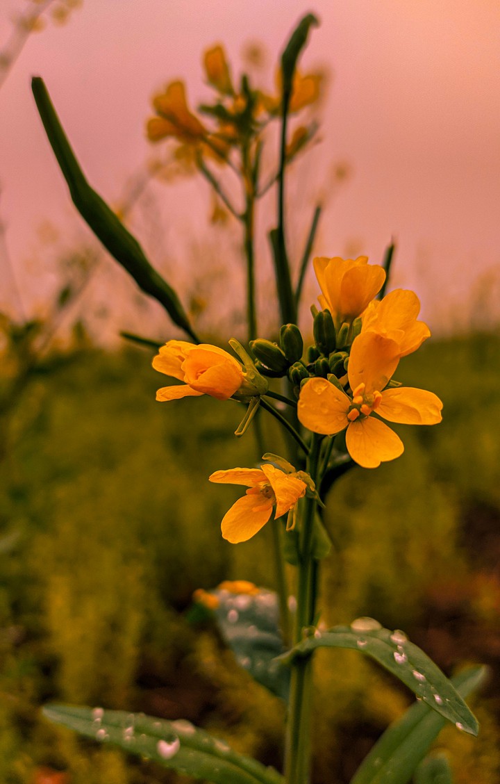 flowers